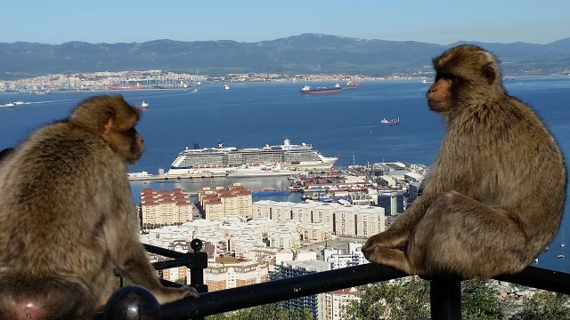 gibraltar-apes2.jpg