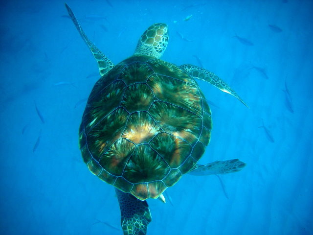 Sea Turtle in Barbados