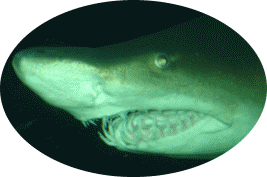 New England Aquarium Shark