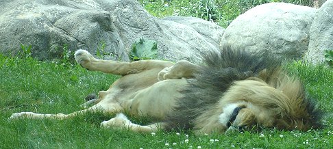 Franklin Park Zoo Lion