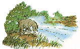 Eeyore